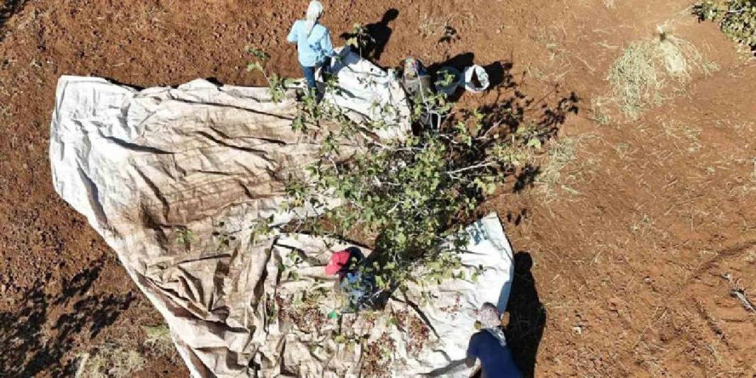 Zeytin ve buğdaydan umduğunu bulamayan çiftçi, fıstıkta güldü! 13 bin ağaçta hasat başladı: Bölgenin yeni umudu oldu 1